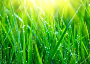 greener grass syndrome in relationships grass with dew on it